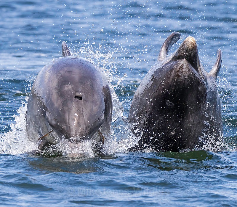 Chanory point, Bottle nose dolphins - Dolphins, Whales & Orcas. Scotland, Iceland, Azores & Madeira