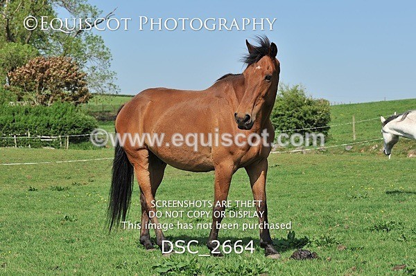 DSC_2664 - ARCHIVE REQUEST - Quincy and Guinness