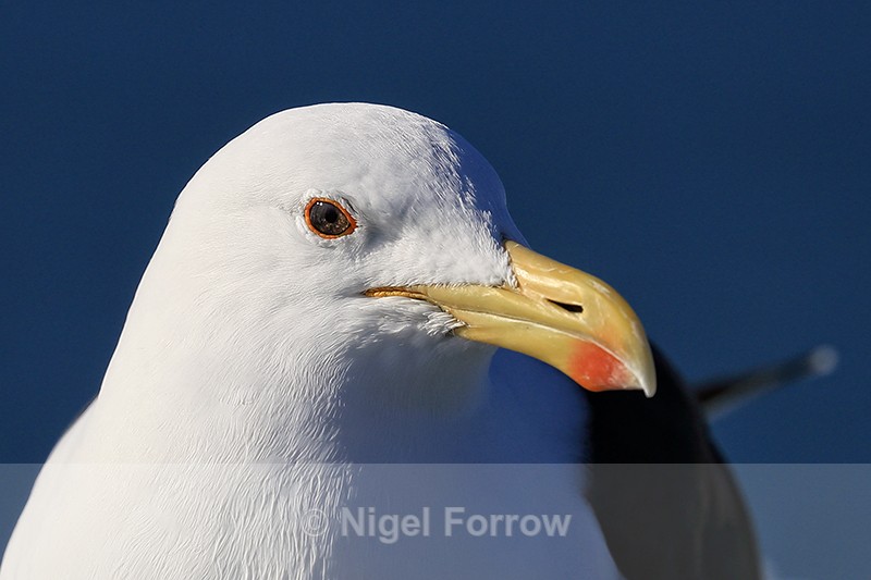 Kelp Gull (adult) close-up portrait, Mossel Bay, South Africa - Kelp Gull