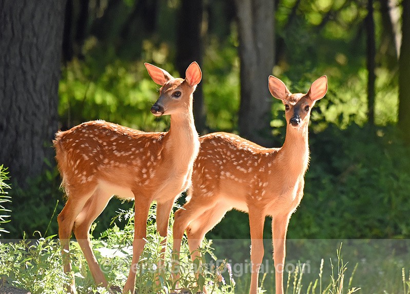 white-tailed fawn twins Odocoileus virginianus borealis - Mammals, Reptiles & Amphibians