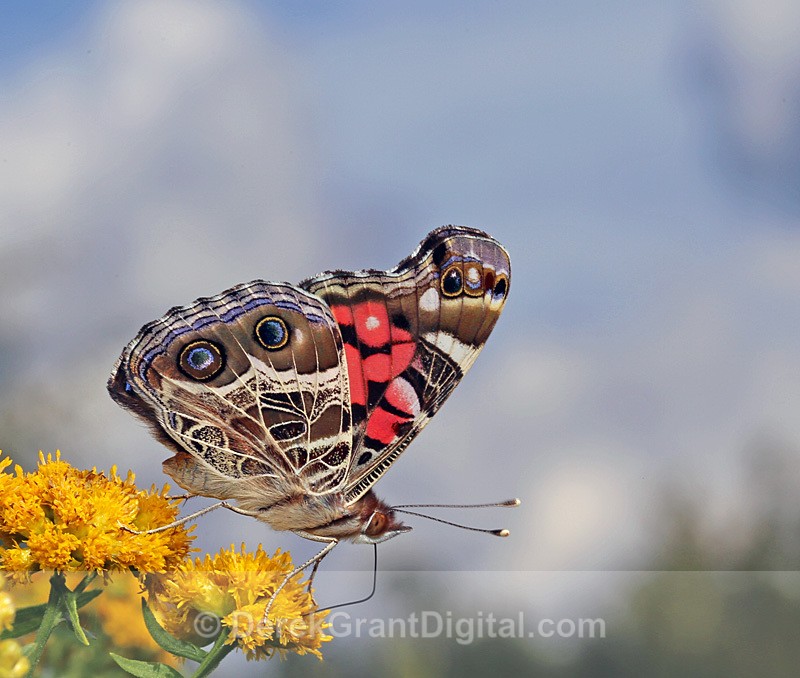 Vanessa virginiensis - Butterflies & Moths of Atlantic Canada