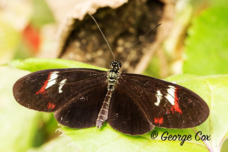 Heliconius species