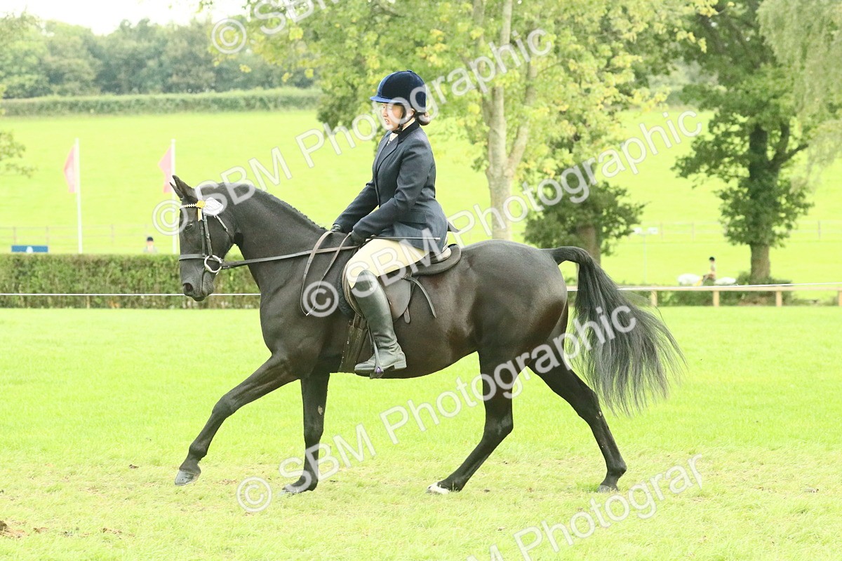 SBM_74110 - S 61 - Show Pony & Show Hunter Pony Ridden