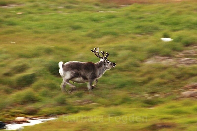 Reindeer 9 - Latest Photos