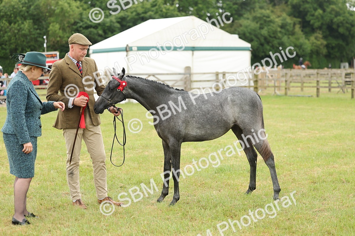SBM_05371 - Class 68-73 - Riding Pony Breeding