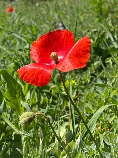 Wild Poppy - MACRO & CLOSE UPS 2