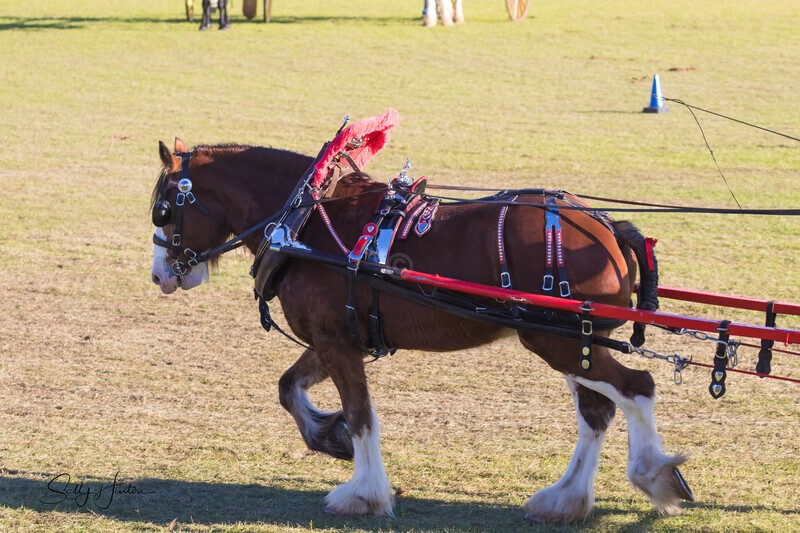 Harness Driving Challenge 20. 0A3A9725 - 2025 Senic Rim Clydesdale Spectacular