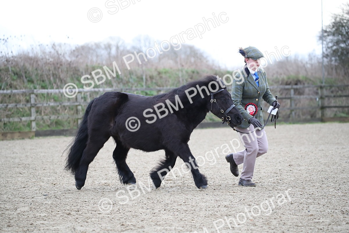 SBM_003901 - Class 1-4 - Young Stock classes Inc. In Hand Championship