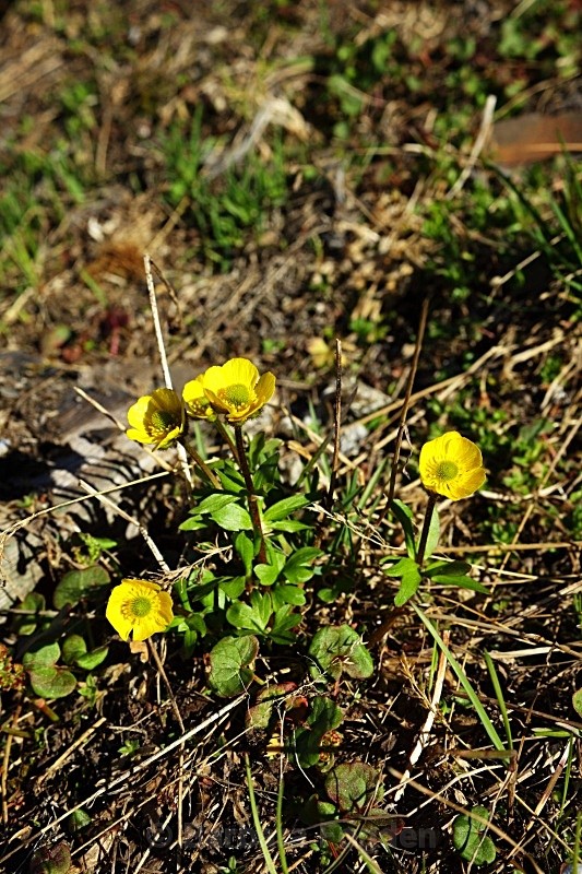 Arctic Buttercup 2733 - Summer time
