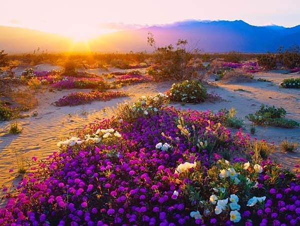 Istock #15915514 - Southwest Deserts