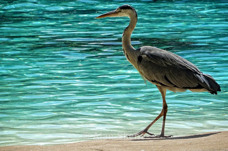DSC00055 - Fauna