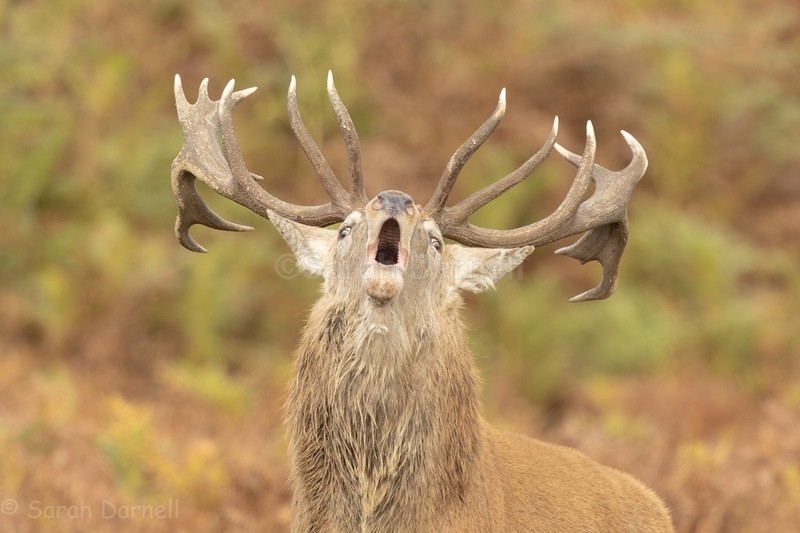  - Deer for Graham