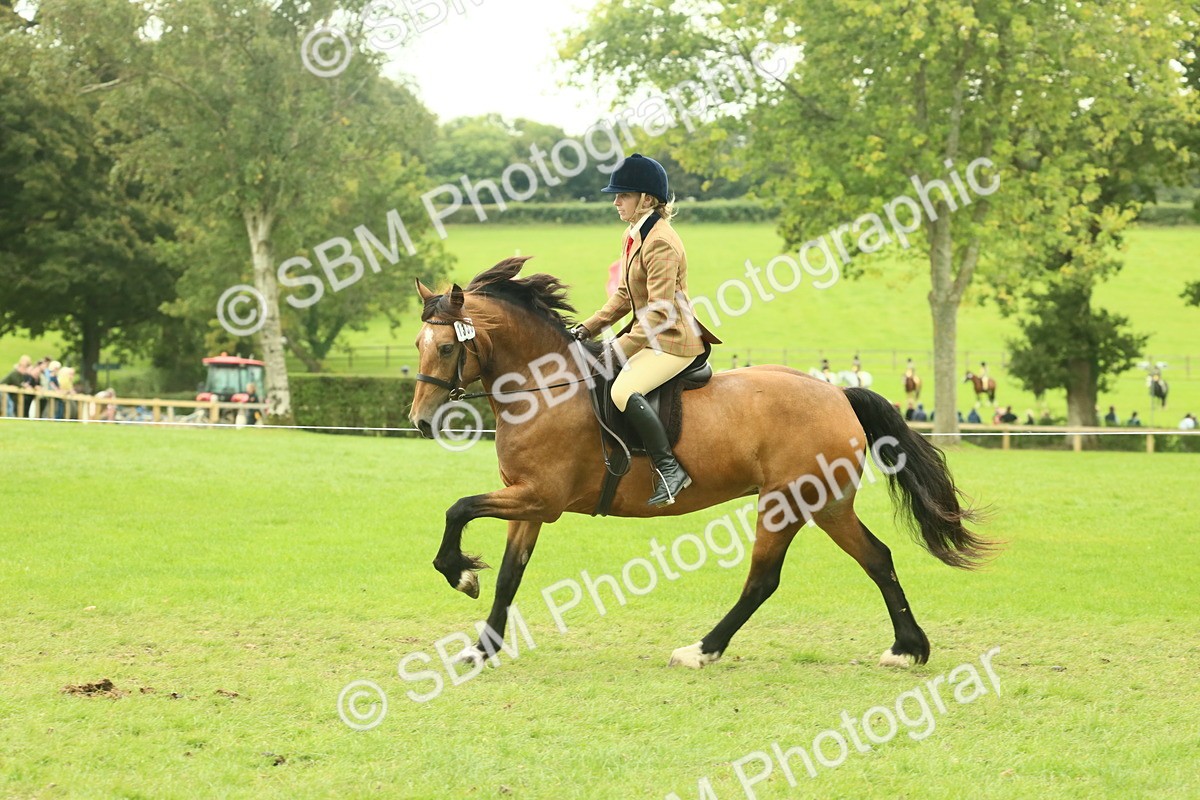 SBM_72143 - S60 - Mountain & Moorland Ridden Large Breeds