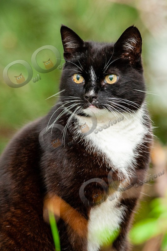 Cat domestic-4210 - Pet Photography