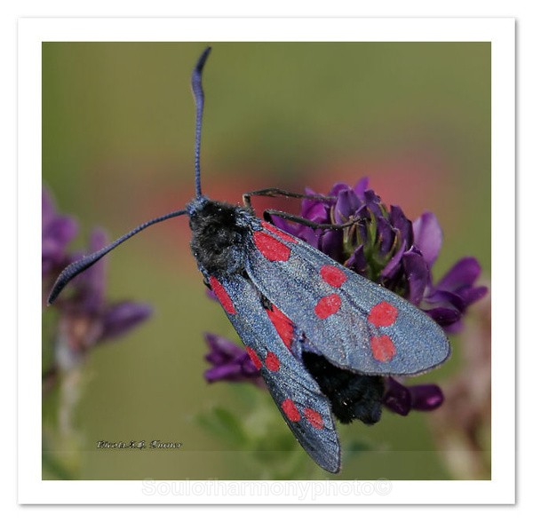 Burnet moth - Invertebrate's Macro