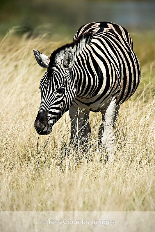 Burchills Zebra - Etosha National Park ~ Mammals