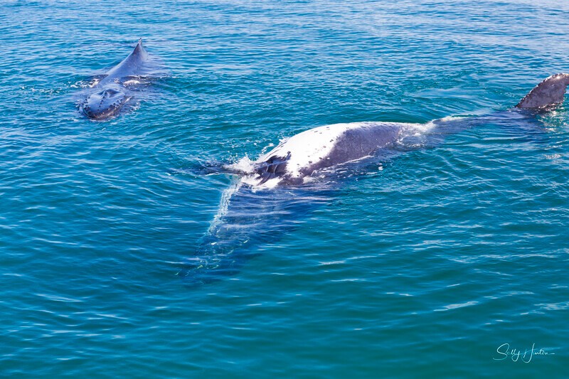 _16A2021 - 2024 Hervey Bay Whales