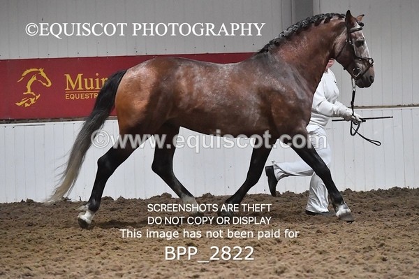 BPP_2822 - LOOSE JUMPING / SPSS