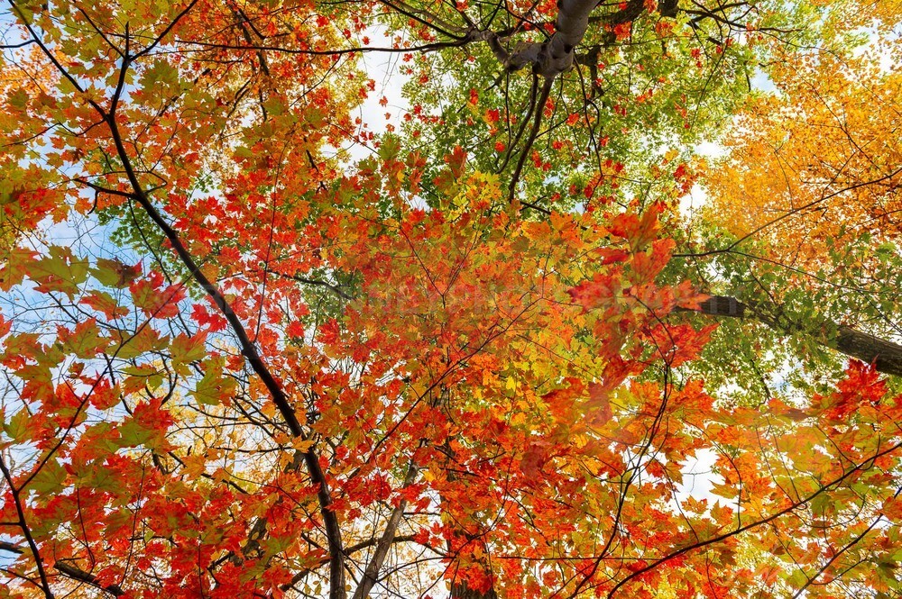 DSC_9008 - Trees