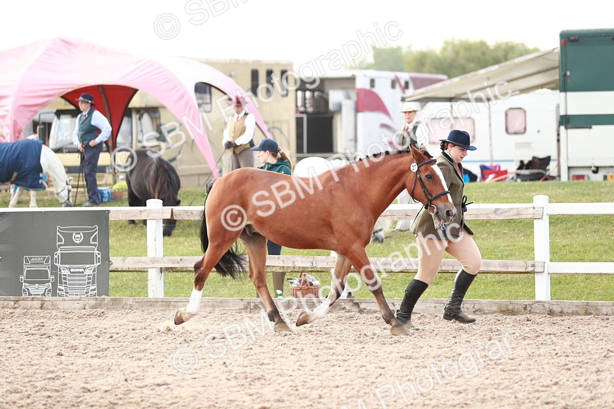 SBM_11764 - Class 206 IH Non Show Type Pony