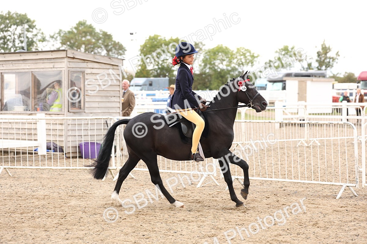 SBM_04190 - Class 54 - Riding Club Horse/Pony
