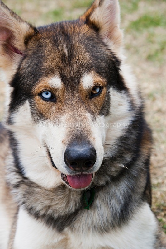 YR6M0950 (RM) - Working Dogs