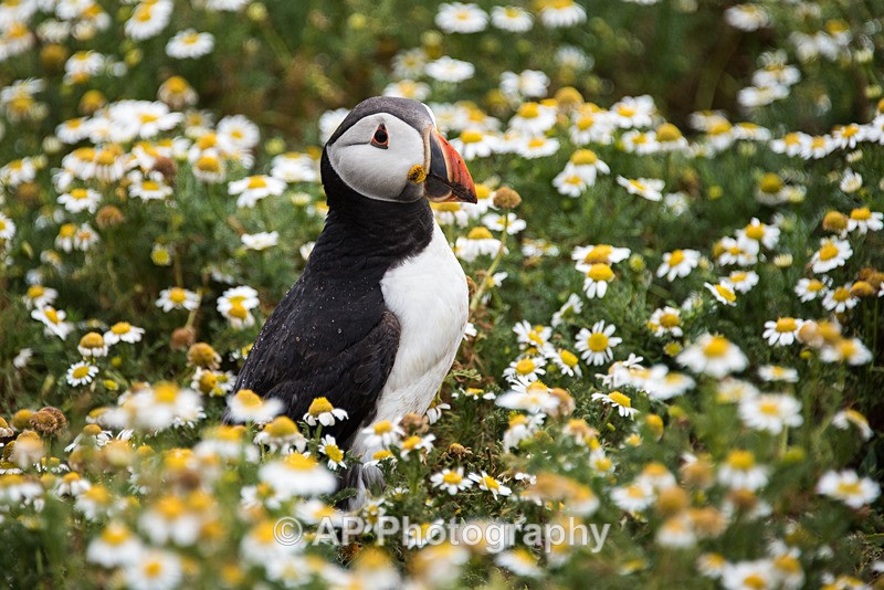 ACP_0065-1 - Puffins on Skomer Island