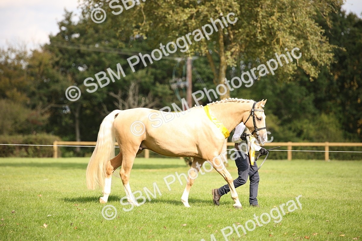 SBM_62898 - In Hand Horse Supreme Championship