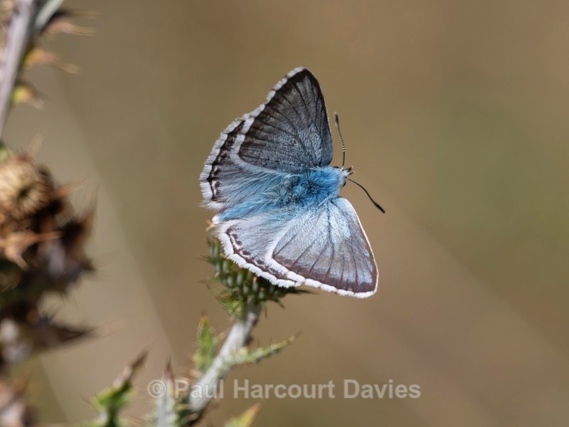 Chalkhill blue (Lysandra coridon) ♂︎ - Insects, Spiders and other Animals