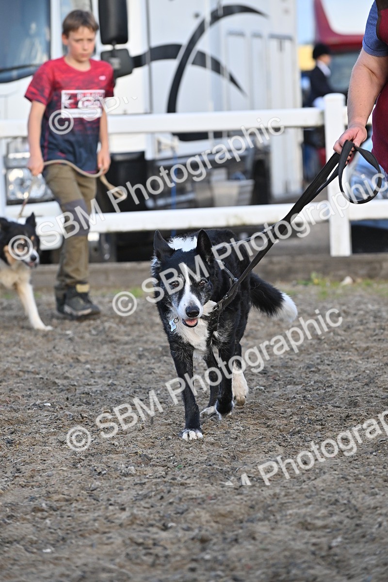 SBM_09473 - Lorry Dogs