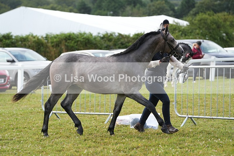 DSC04717 - Class 47: NPS M&M Yearling