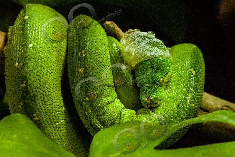 green tree python Morelia viridis-4399 - Pet Photography