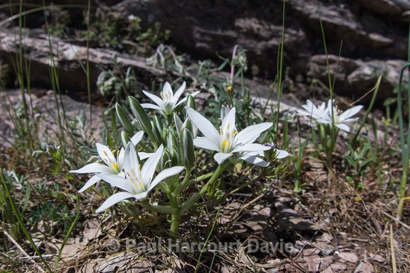  - Plants: wide-angle