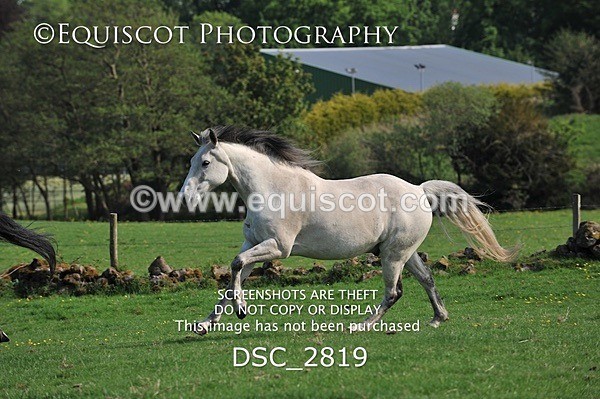 DSC_2819 - ARCHIVE REQUEST - Quincy and Guinness