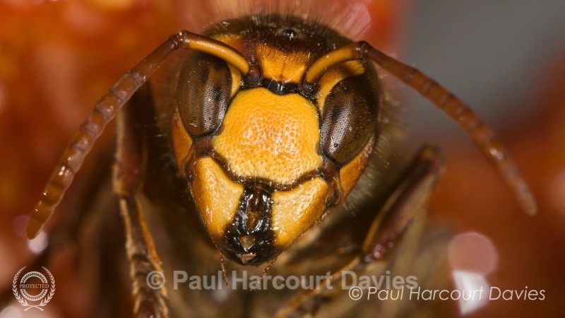  - Bugs: Macro insects