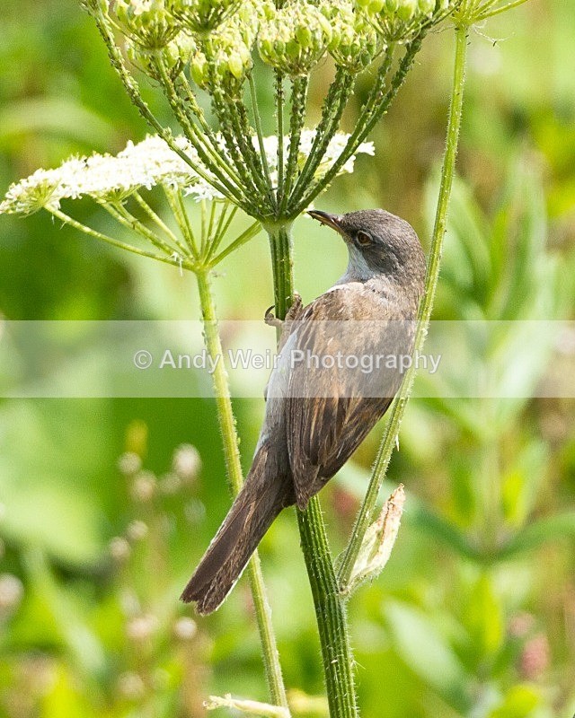 20110702-IMG_6168 - Whitethroat