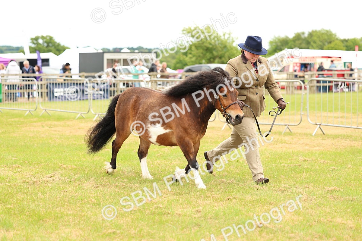 SBM_04385 - Class 64-67 - Shetland Pony In Hand