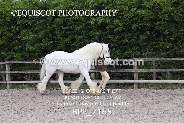 BPP_7165 - RING 1  (RIDDEN HORSES / IN HAND / VETERAN ETC)