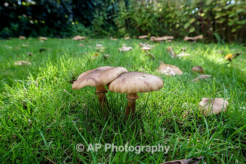 Armillaria mellea - (Honey fungus) - ACP04867-1 - Fungi