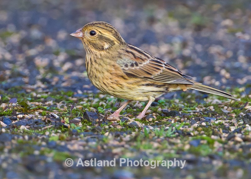 Astland Photography, Bird and Wildlife Images, Susan and Peter Wilson, U.K.