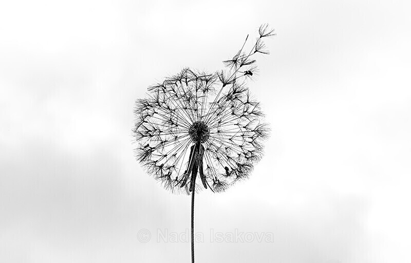  - Black & White