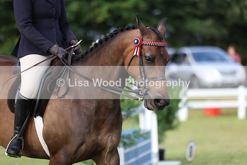 3E7A7810 - Class 1: Rising Star Small Hack/Riding Horses