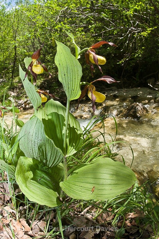  - Orchids - Various