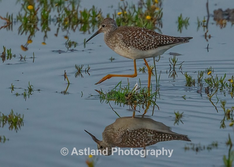 Astland Photography, Bird and Wildlife Images, Susan and Peter Wilson, U.K.
