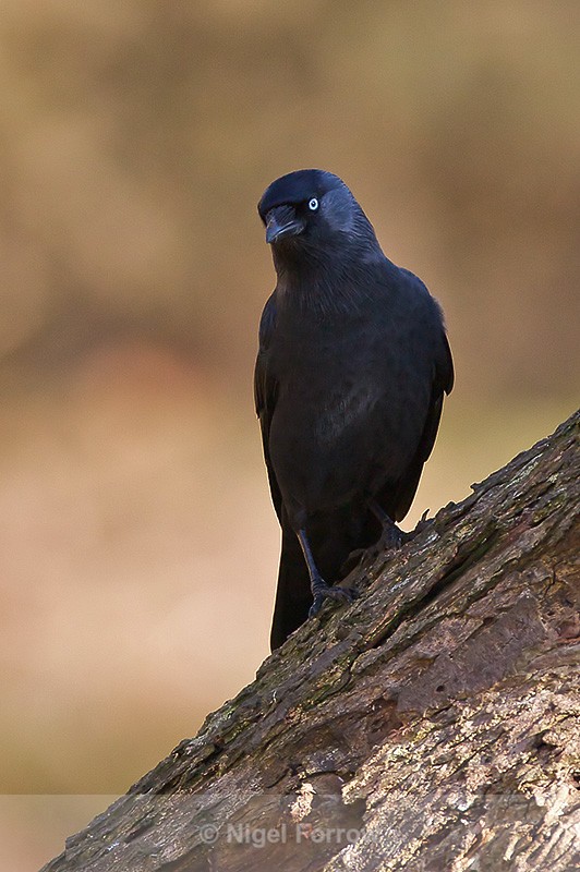 Jackdaw, Brownsea Island, Dorset - Jackdaw