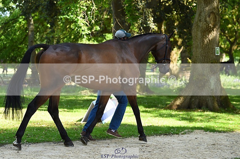 230524-153458-00373 - 360-NO_RUSH_ONE-Marcio_Carvalho_Jorge-WEDTrotUp+DR