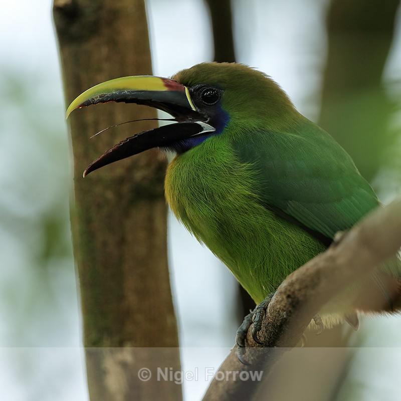 Emerald Toucanet with open bill close-up, Costa Rica - Northern Emerald Toucanet