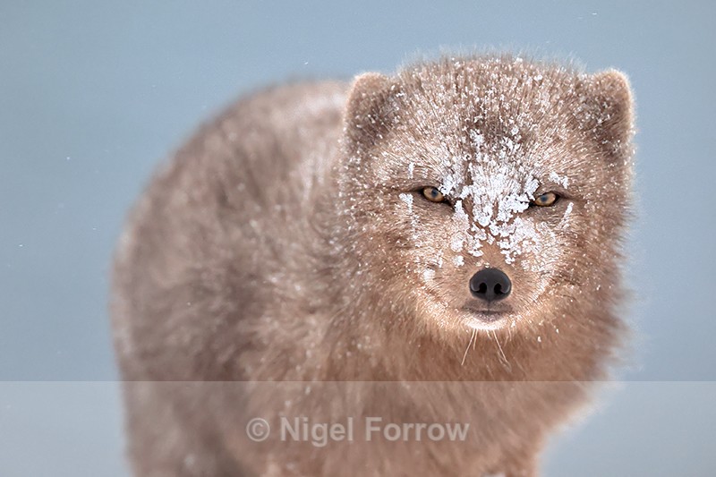 Arctic Fox ice-encrusted face close view, Hornstrandir, Iceland - Arctic Fox
