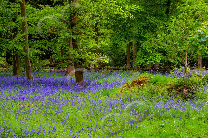 bluebell Hyacinthhoides non-scripta-6724 - Plants and trees