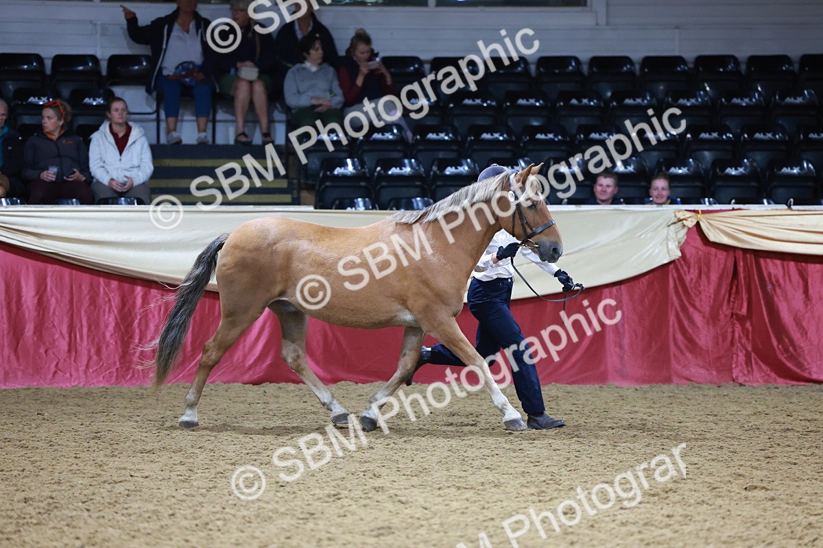 SBM_20072 - Class C - Novalty Champ